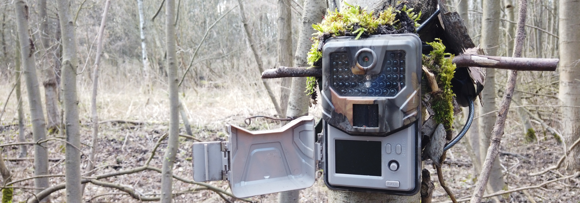 jak zakładać fotopułapkę w lesie, jak montować fotopułapki w lesie, szukam w lesie, Mikołaj Basiński