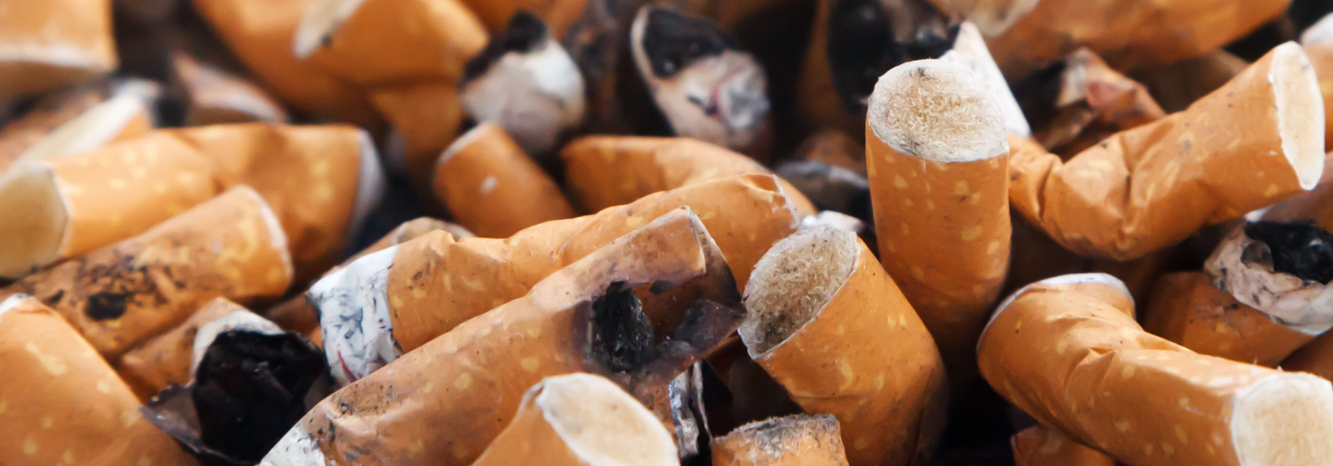 wpływ niedopałków papierosów na środowisko jest ogromny - Mikołaj Basiński, Szukam w lesie