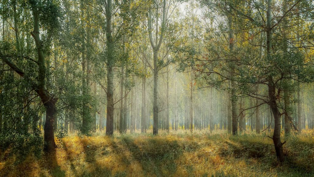 las, sprzątanie lasu, Szukam w lesie, Mikołaj Basiński